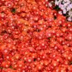 Picture of Delosperma 'Dancing Embers' KALEIDOSCOPE™ Series