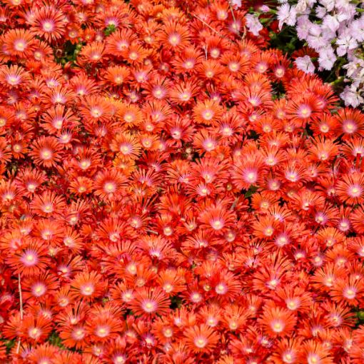 Picture of Delosperma 'Dancing Embers' KALEIDOSCOPE™ Series