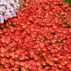 Picture of Delosperma 'Dancing Embers' KALEIDOSCOPE™ Series