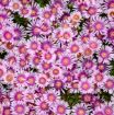 Picture of Delosperma 'Pink Radiance'  KALEIDOSCOPE™ Series