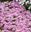 Picture of Delosperma 'Pink Radiance'  KALEIDOSCOPE™ Series