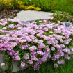 Picture of Delosperma 'Pink Radiance'  KALEIDOSCOPE™ Series