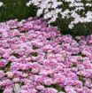 Picture of Delosperma 'Pink Radiance'  KALEIDOSCOPE™ Series