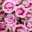 Picture of Calibrachoa Superbells® Double Smitten Pink™ Double Calibrachoa