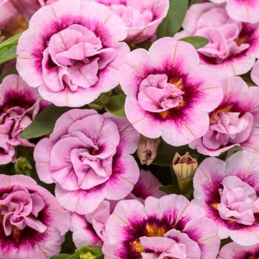 Picture of Calibrachoa Superbells® Double Smitten Pink™ Double Calibrachoa