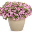 Picture of Calibrachoa Superbells® Double Smitten Pink™ Double Calibrachoa